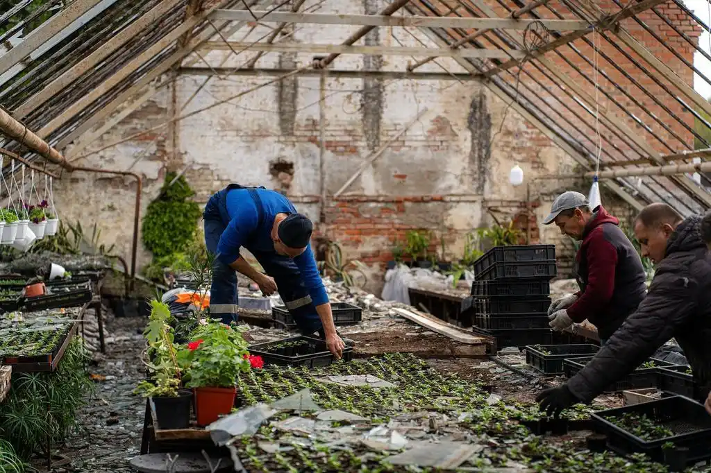 Полтавці викупили всі врятовані квіти з пошкоджених теплиць після російського удару