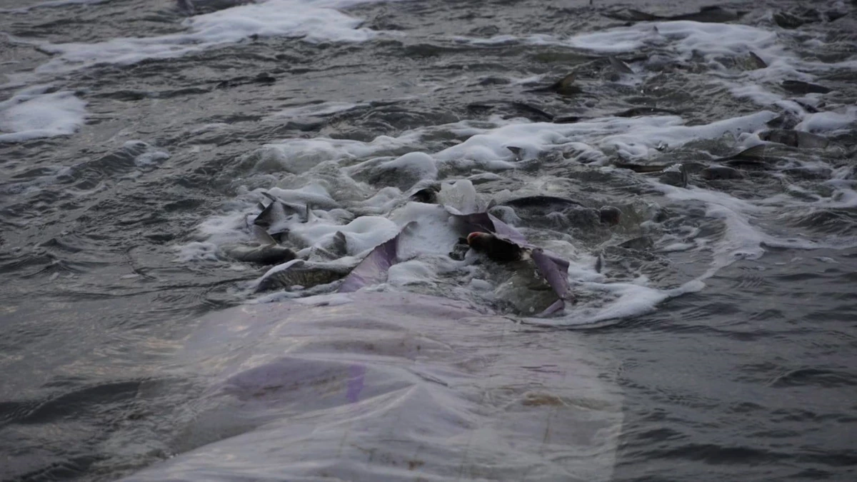 Кременчуцьке водосховище поповнилося понад 86 тисячами товстолобів