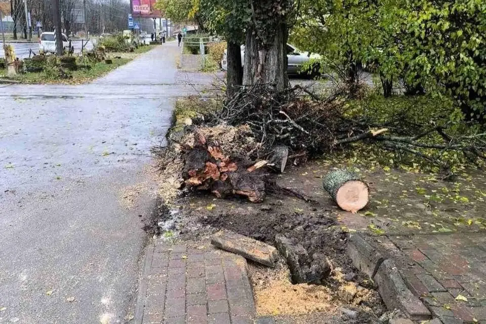 Полтава очистила вулиці від понад 3 тисяч небезпечних дерев