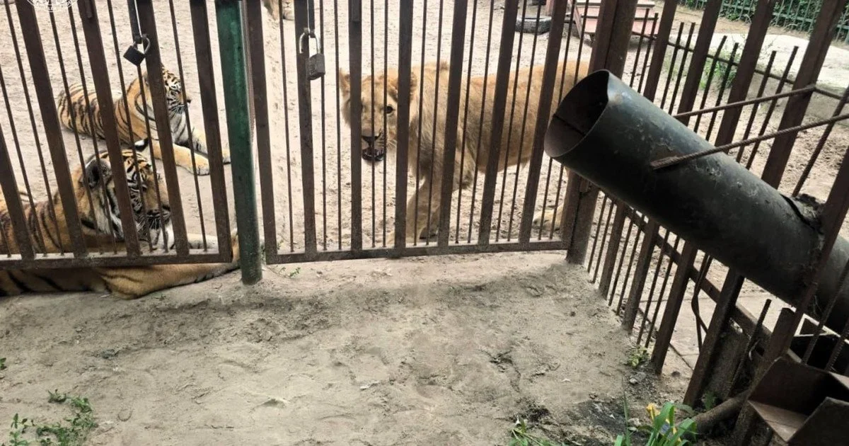 На Полтавщині левиця травмувала п’ятирічну дитину під час екскурсії до реабілітаційного центру